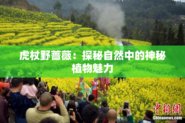 虎杖野蔷薇：探秘自然中的神秘植物魅力