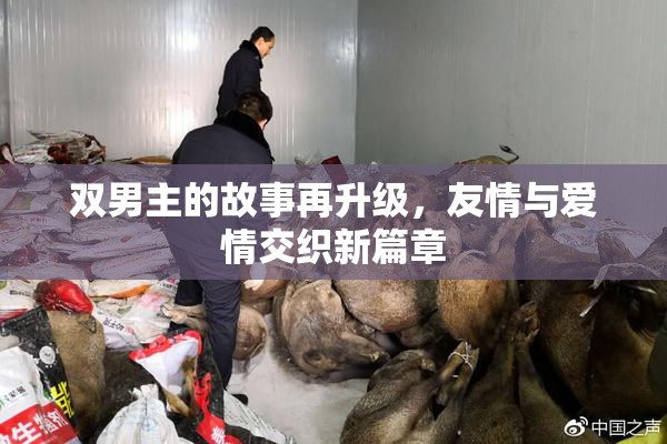 双男主的故事再升级，友情与爱情交织新篇章