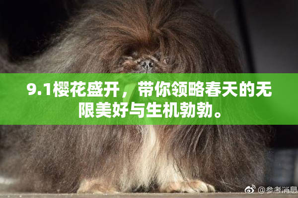 9.1樱花盛开，带你领略春天的无限美好与生机勃勃。
