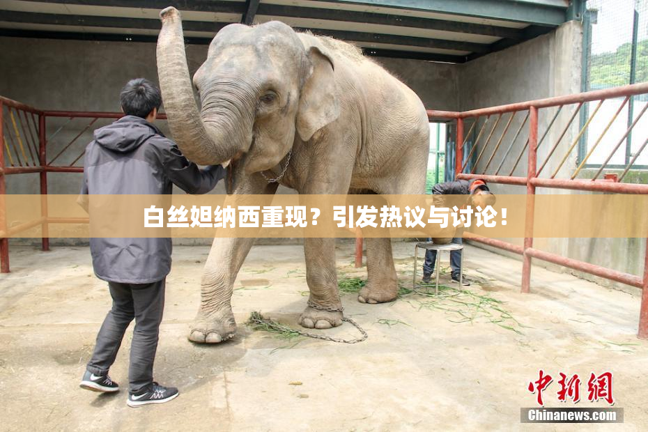 白丝妲纳西重现？引发热议与讨论！