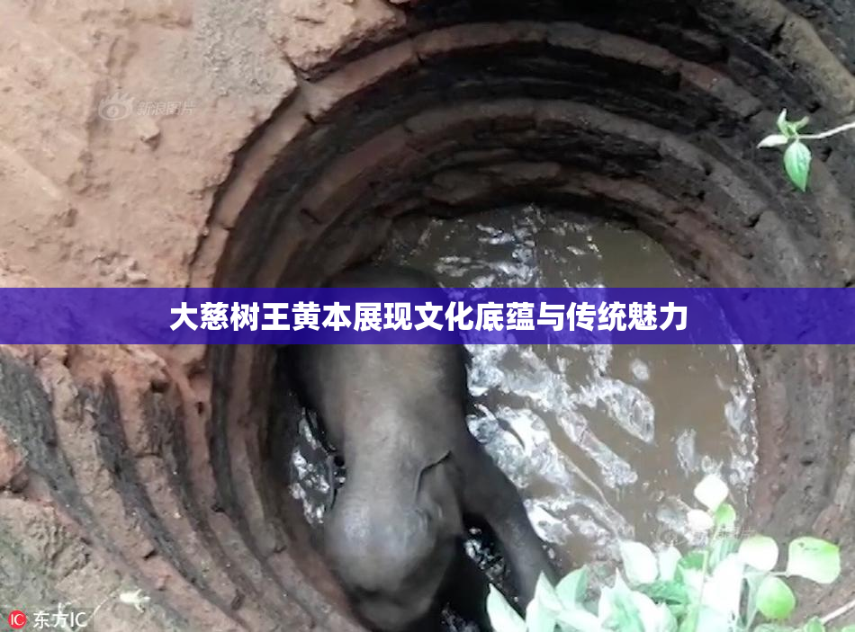 大慈树王黄本展现文化底蕴与传统魅力