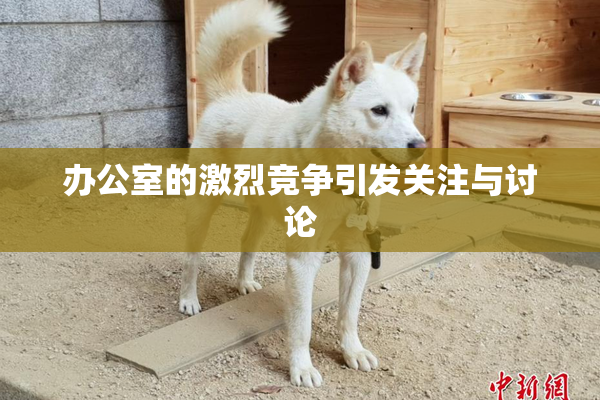 办公室的激烈竞争引发关注与讨论