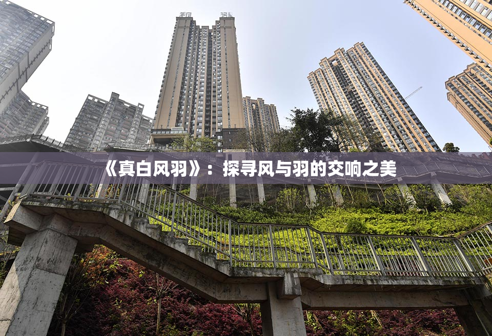《真白风羽》：探寻风与羽的交响之美