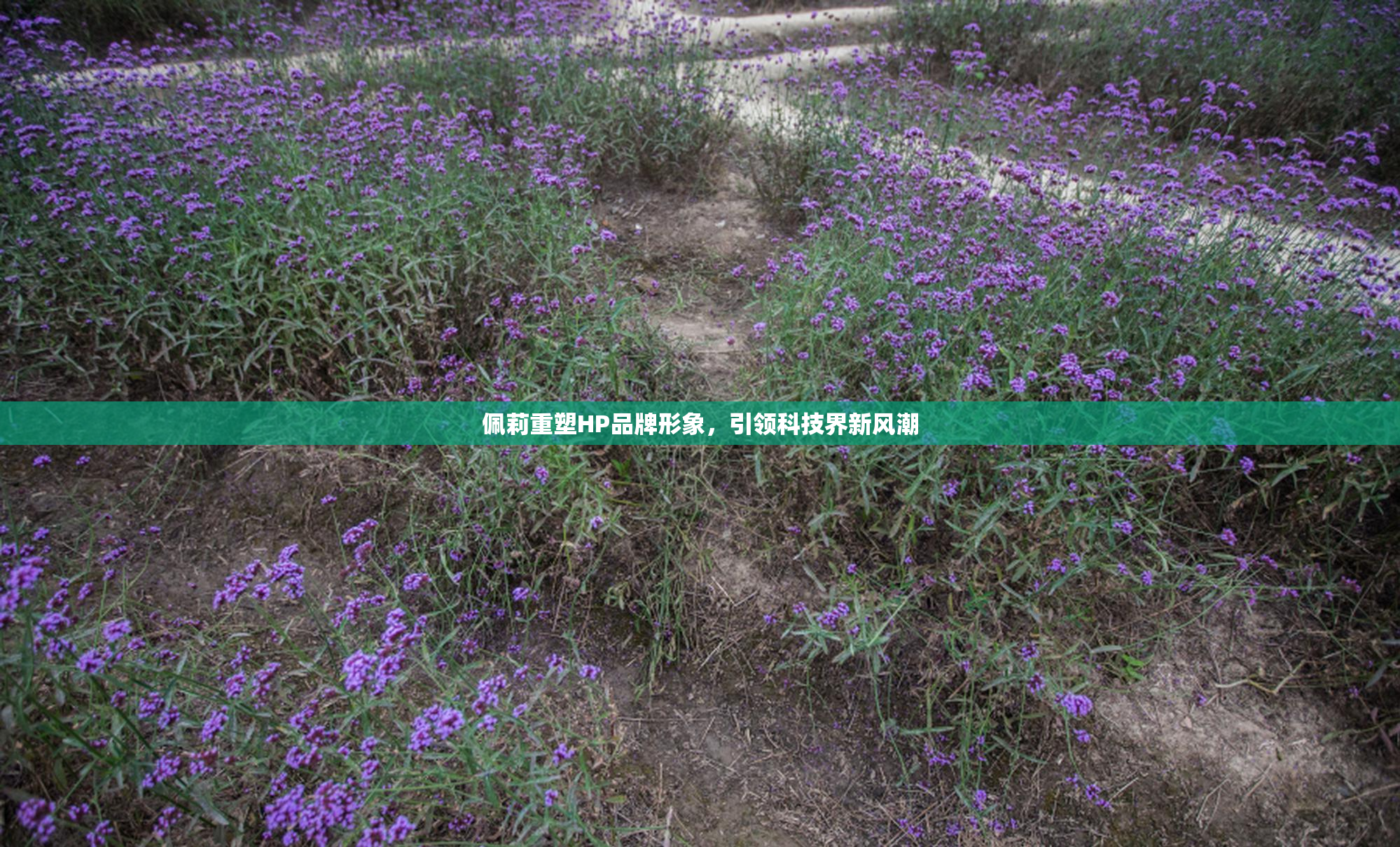 佩莉重塑HP品牌形象，引领科技界新风潮