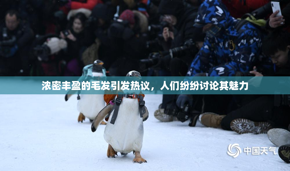 浓密丰盈的毛发引发热议，人们纷纷讨论其魅力