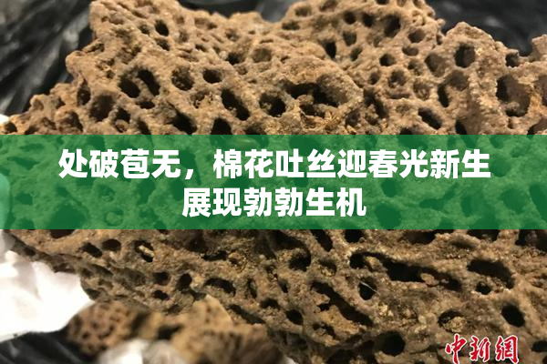 处破苞无，棉花吐丝迎春光新生展现勃勃生机
