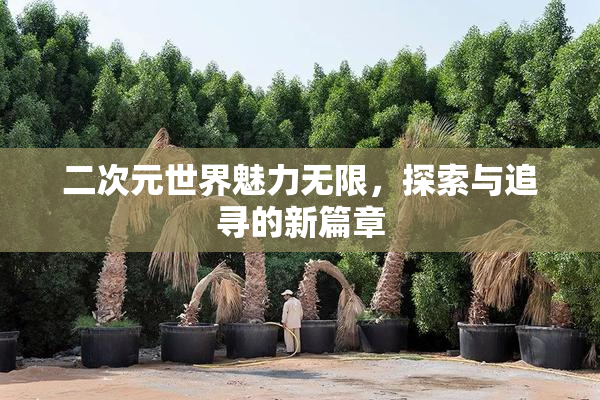 二次元世界魅力无限，探索与追寻的新篇章