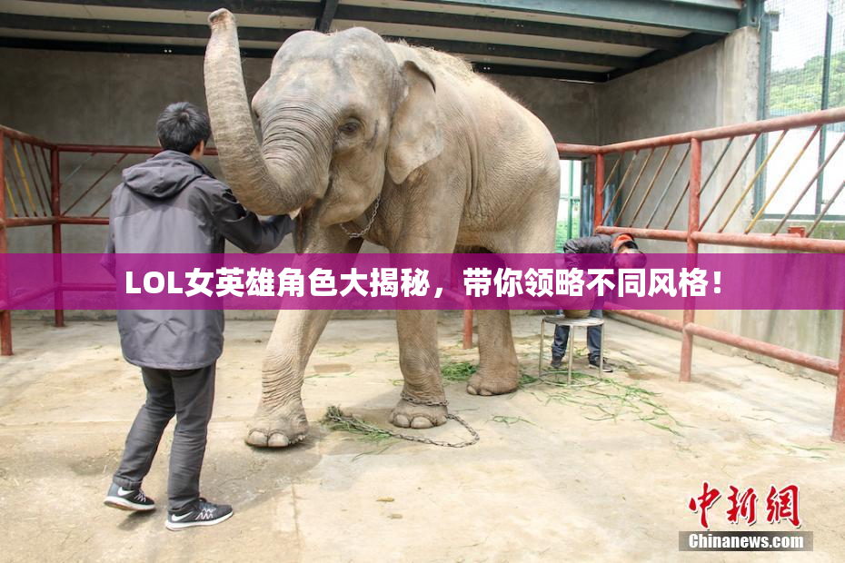 LOL女英雄角色大揭秘，带你领略不同风格！