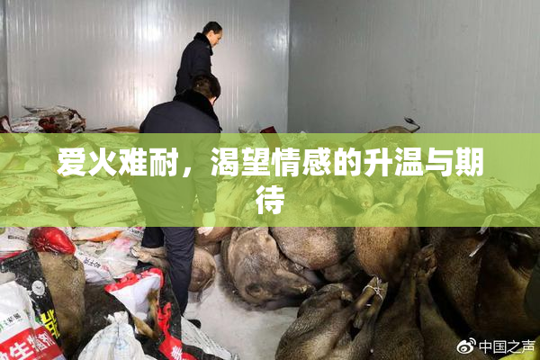 爱火难耐，渴望情感的升温与期待