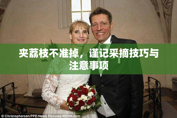 夹荔枝不准掉，谨记采摘技巧与注意事项