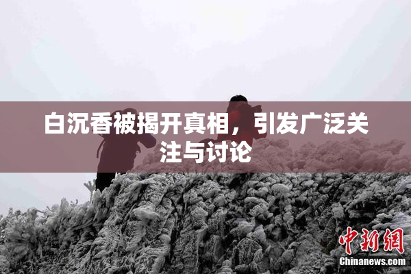 白沉香被揭开真相，引发广泛关注与讨论
