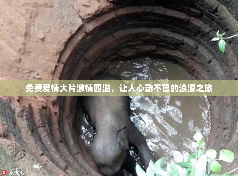 免费爱情大片激情四溢，让人心动不已的浪漫之旅