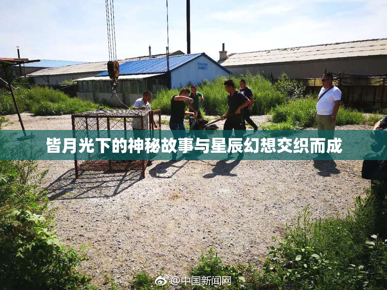 皆月光下的神秘故事与星辰幻想交织而成