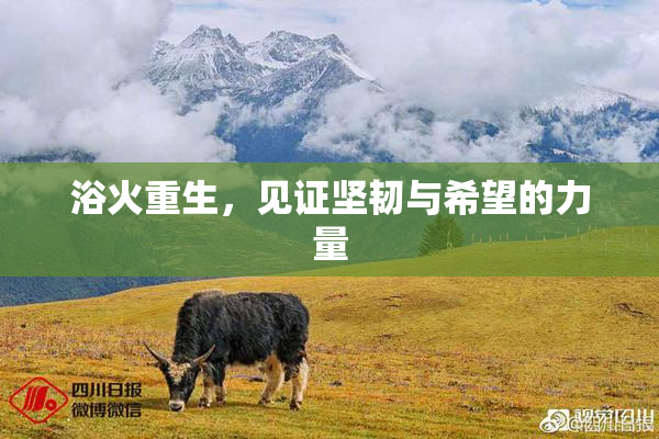 浴火重生，见证坚韧与希望的力量