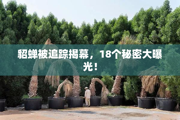 貂蝉被追踪揭幕，18个秘密大曝光！