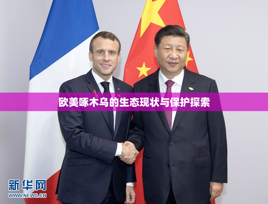 欧美啄木乌的生态现状与保护探索