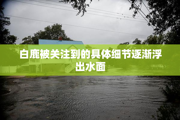 白鹿被关注到的具体细节逐渐浮出水面