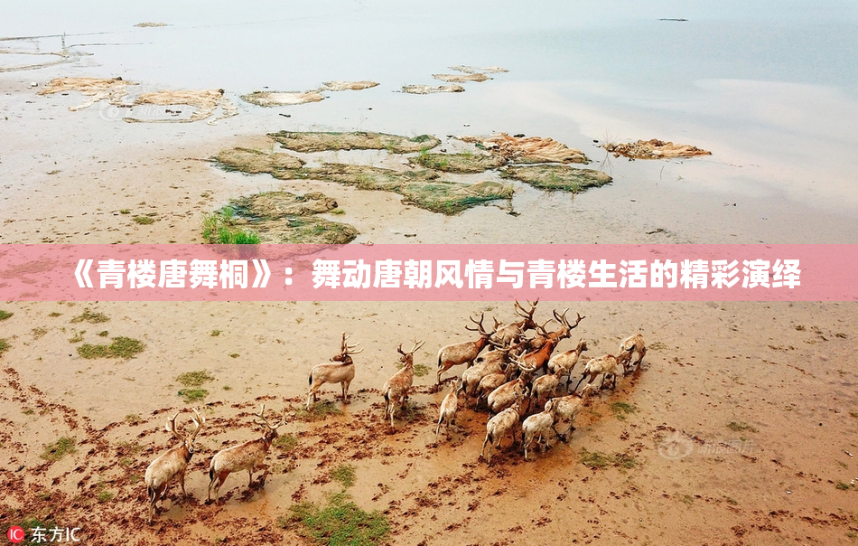 《青楼唐舞桐》：舞动唐朝风情与青楼生活的精彩演绎