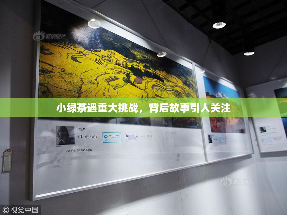 小绿茶遇重大挑战，背后故事引人关注