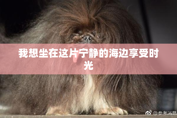我想坐在这片宁静的海边享受时光