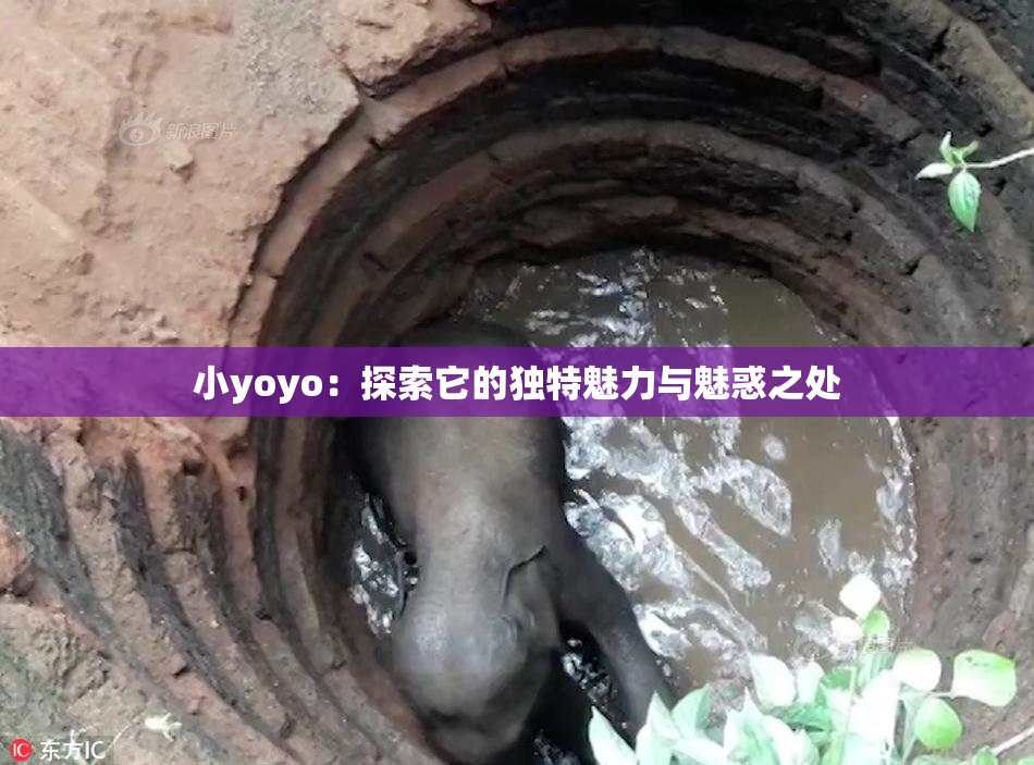 小yoyo：探索它的独特魅力与魅惑之处