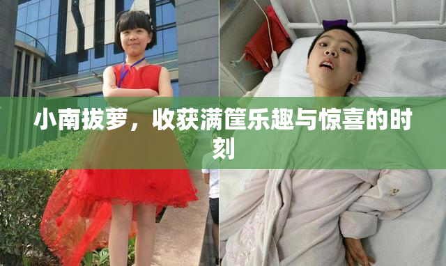 小南拔萝，收获满筐乐趣与惊喜的时刻
