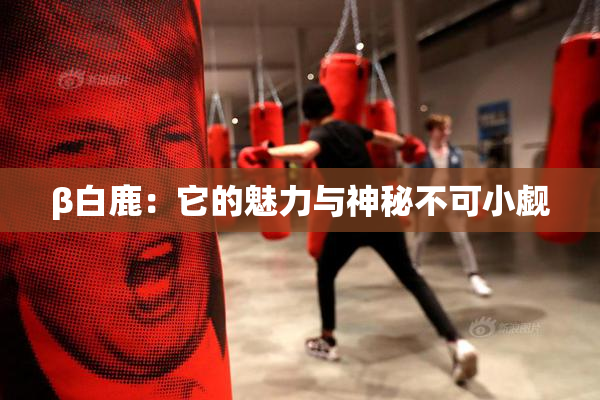 β白鹿：它的魅力与神秘不可小觑