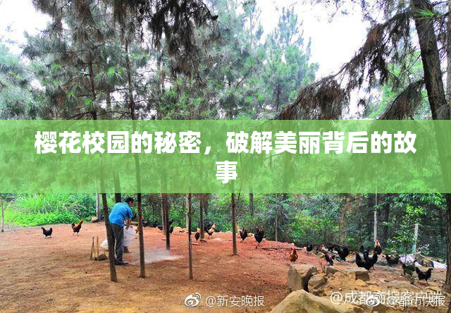 樱花校园的秘密，破解美丽背后的故事