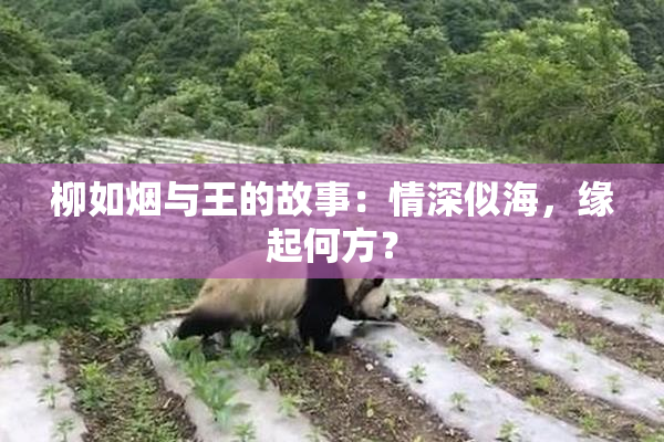 柳如烟与王的故事：情深似海，缘起何方？