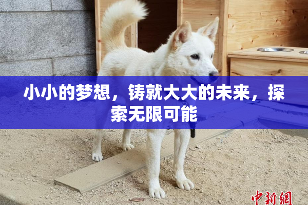 小小的梦想，铸就大大的未来，探索无限可能