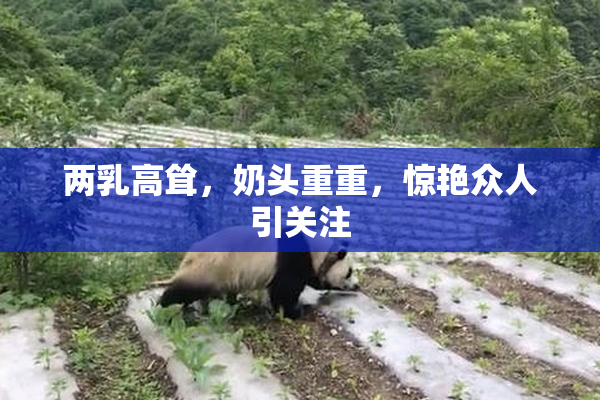 两乳高耸，奶头重重，惊艳众人引关注