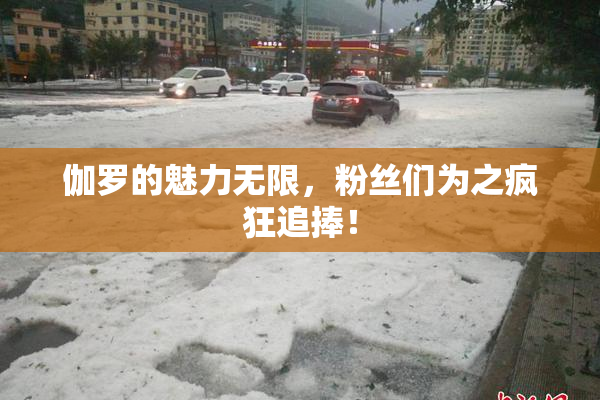 伽罗的魅力无限，粉丝们为之疯狂追捧！