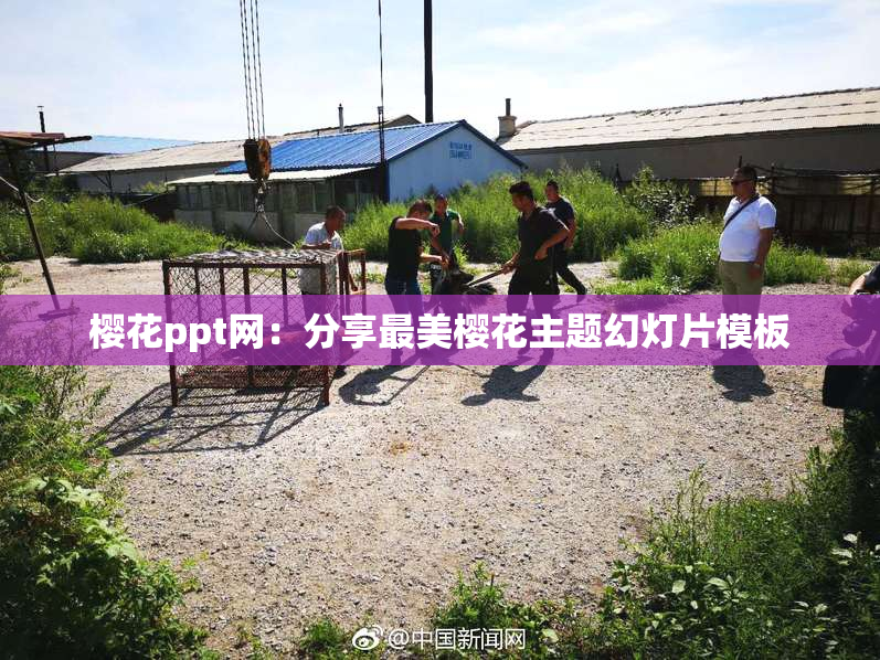 樱花ppt网：分享最美樱花主题幻灯片模板