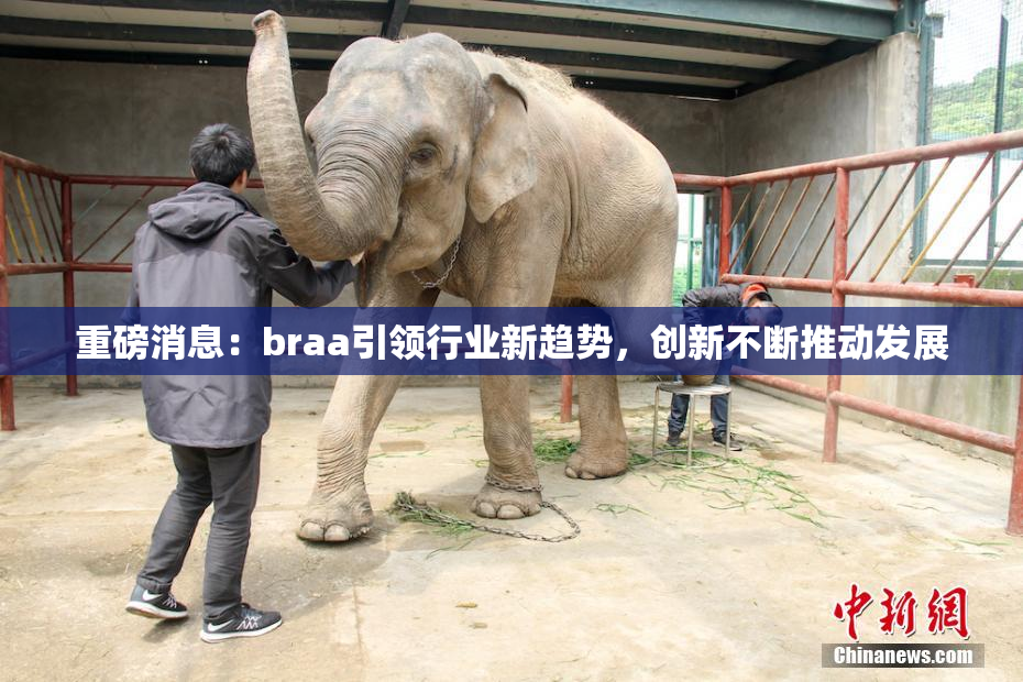 重磅消息：braa引领行业新趋势，创新不断推动发展