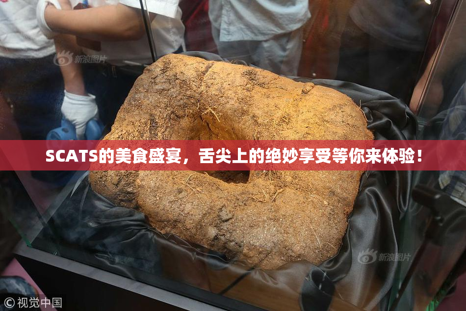 SCATS的美食盛宴，舌尖上的绝妙享受等你来体验！