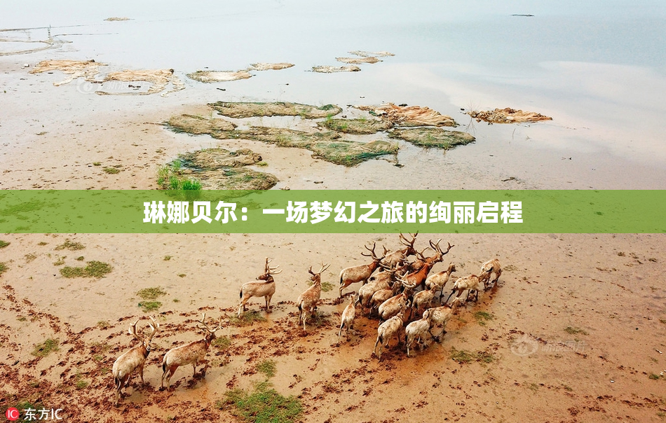 琳娜贝尔：一场梦幻之旅的绚丽启程