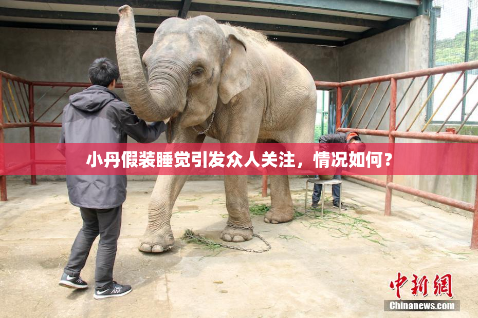 小丹假装睡觉引发众人关注，情况如何？