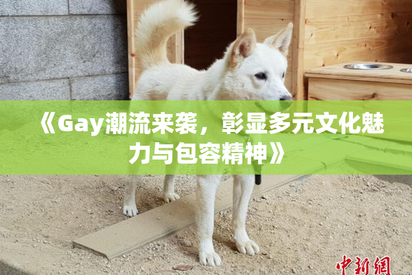 《Gay潮流来袭，彰显多元文化魅力与包容精神》