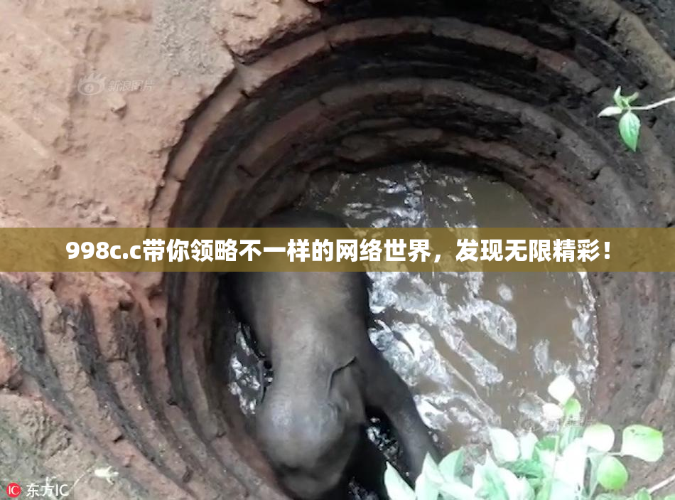 998c.c带你领略不一样的网络世界，发现无限精彩！