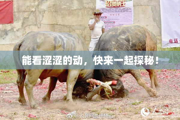 能看涩涩的动，快来一起探秘！