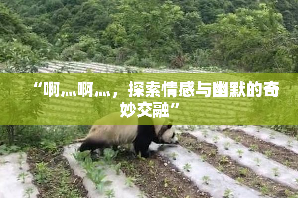“啊灬啊灬，探索情感与幽默的奇妙交融”