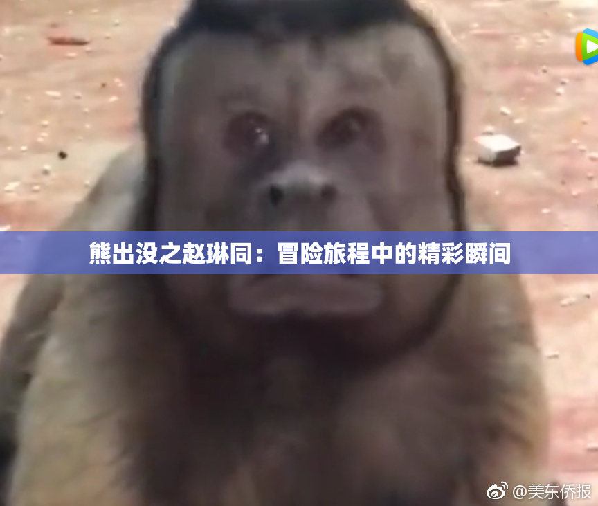 熊出没之赵琳同：冒险旅程中的精彩瞬间