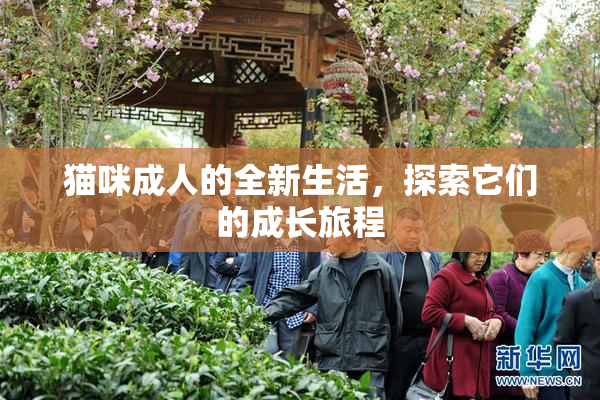 猫咪成人的全新生活，探索它们的成长旅程