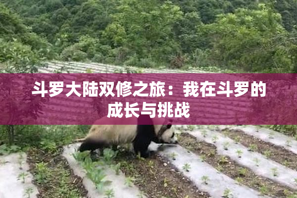 斗罗大陆双修之旅：我在斗罗的成长与挑战