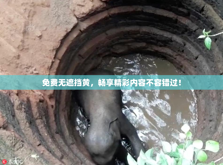 免费无遮挡黄，畅享精彩内容不容错过！