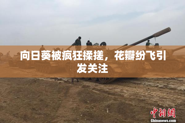 向日葵被疯狂揉搓，花瓣纷飞引发关注