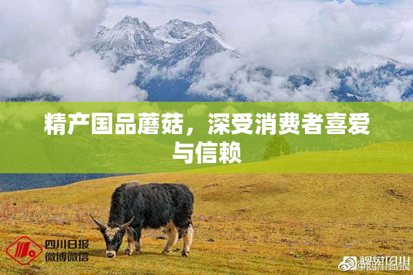 精产国品蘑菇，深受消费者喜爱与信赖