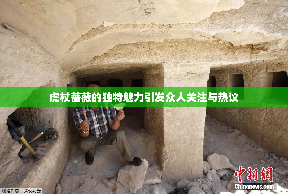 虎杖蔷薇的独特魅力引发众人关注与热议