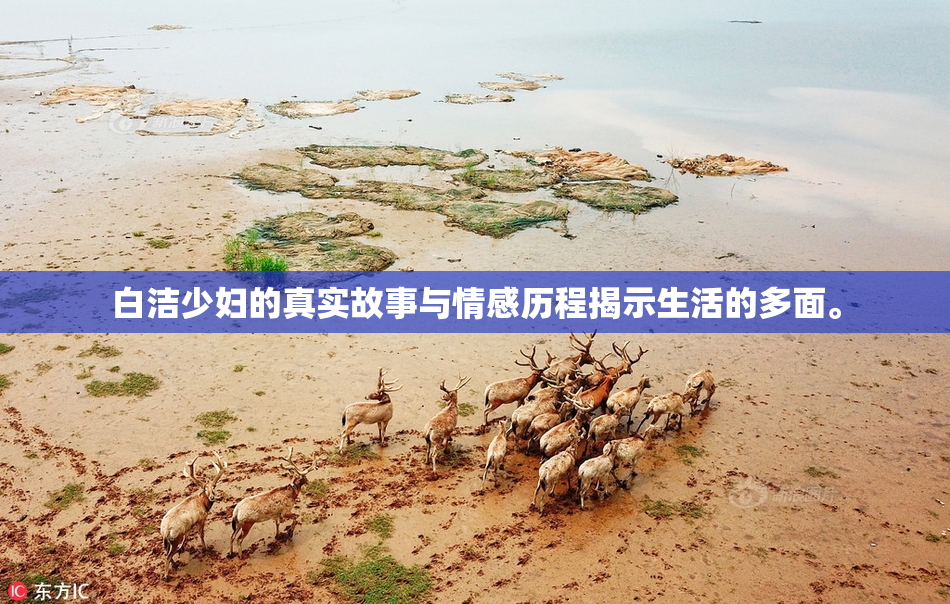 白洁少妇的真实故事与情感历程揭示生活的多面。