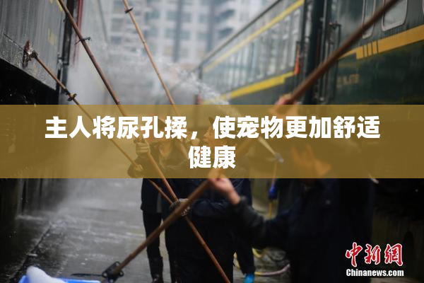 主人将尿孔揉，使宠物更加舒适健康